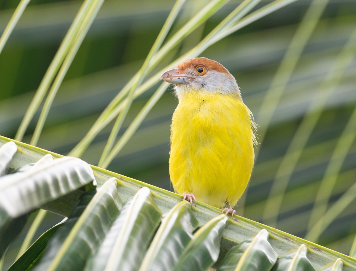 Rufous-browed Peppershrike - ML625436686