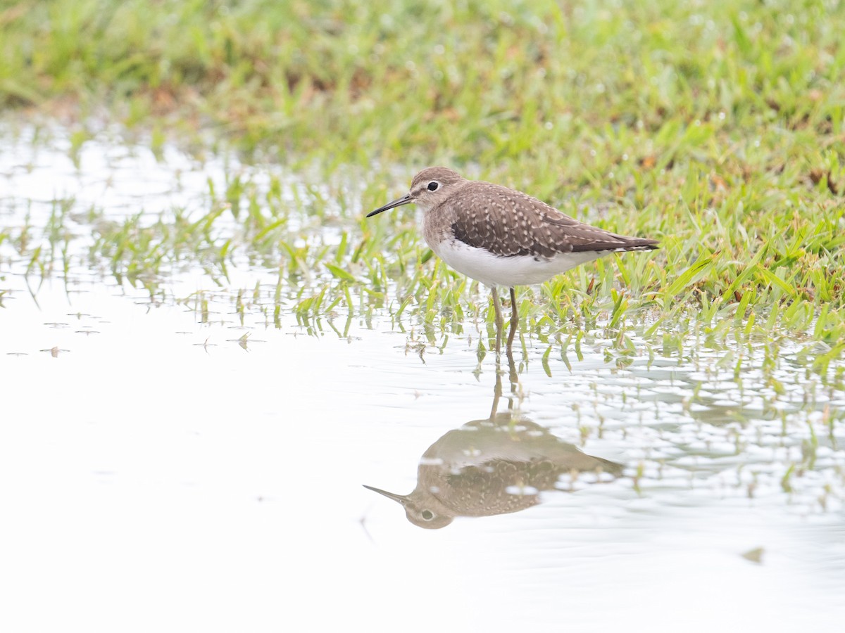 Solitary Sandpiper - ML625436690