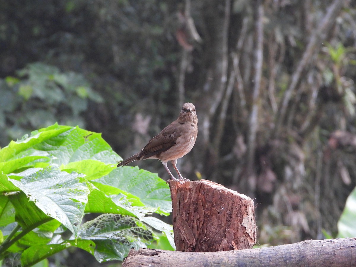 Black-billed Thrush - ML625436694