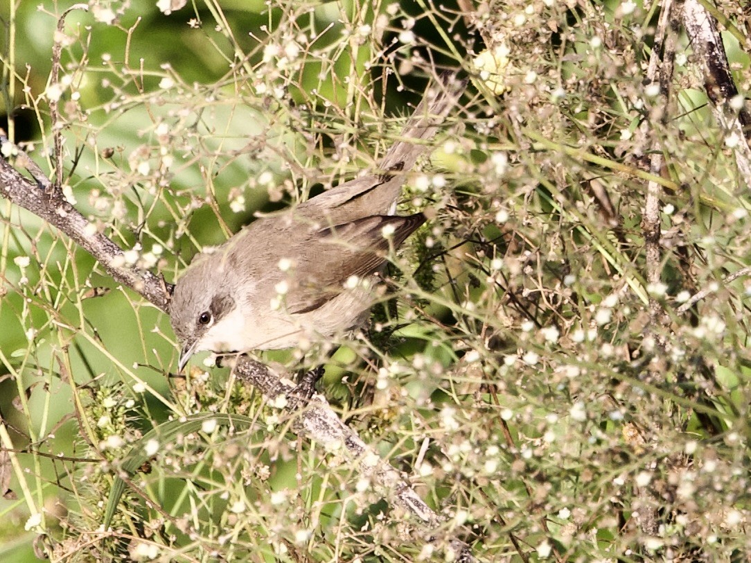 Lesser Whitethroat - ML625436710