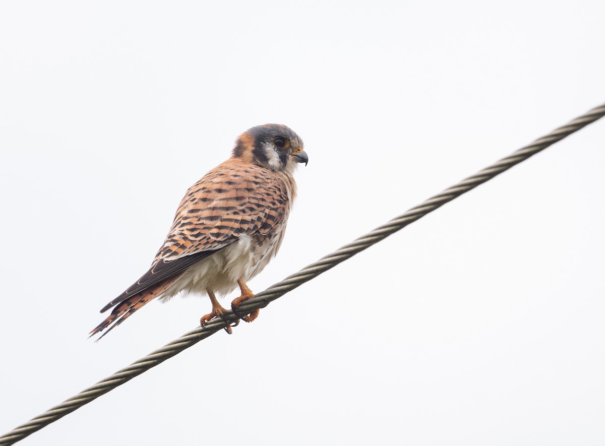 American Kestrel - ML625436712