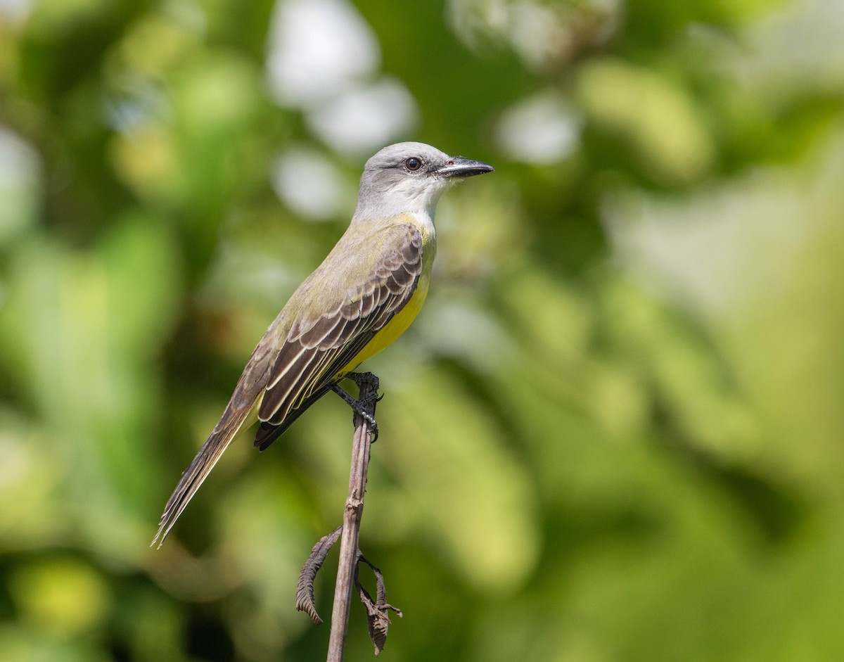 Tropical Kingbird - ML625436729