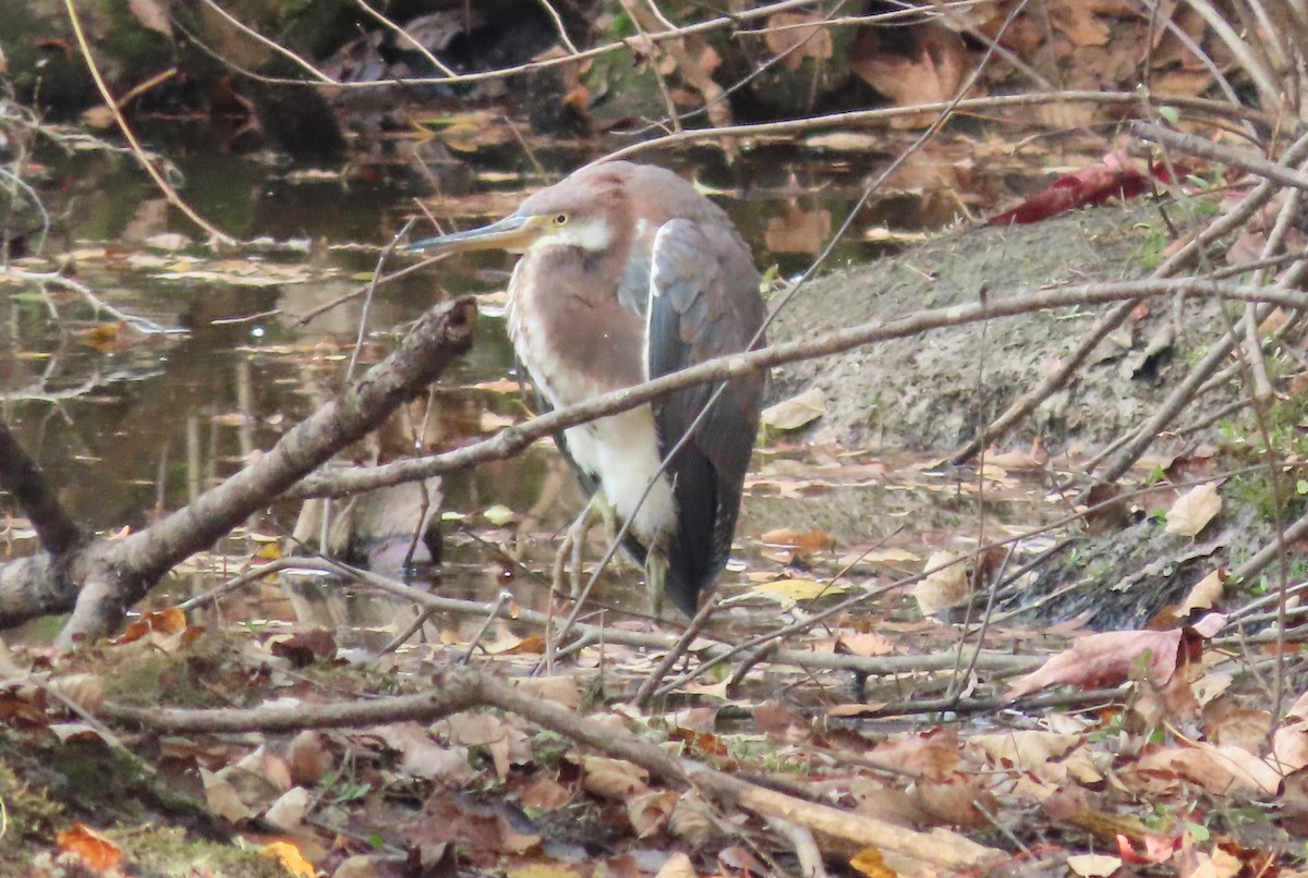 Tricolored Heron - ML625436734