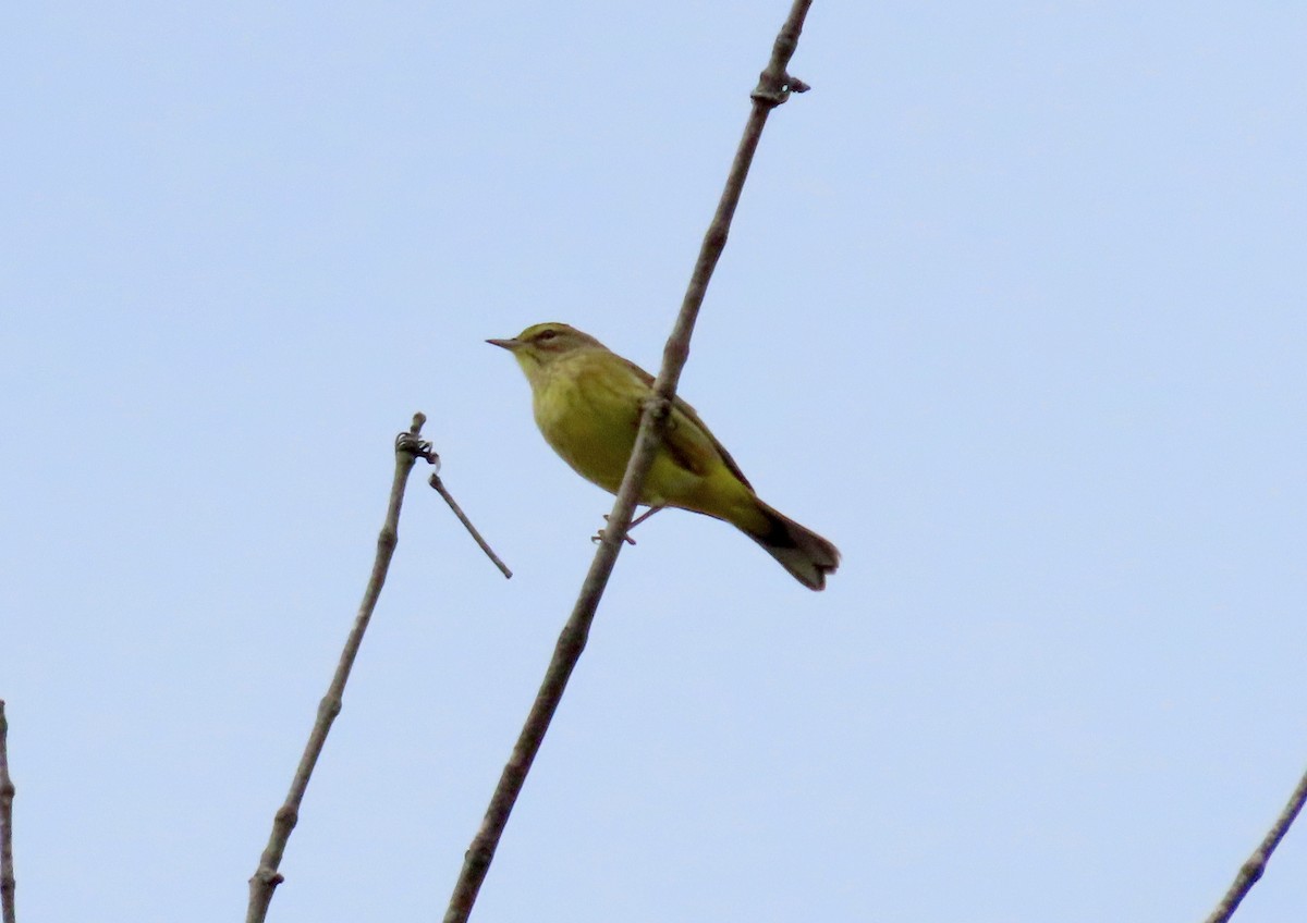 Palm Warbler - ML625436744