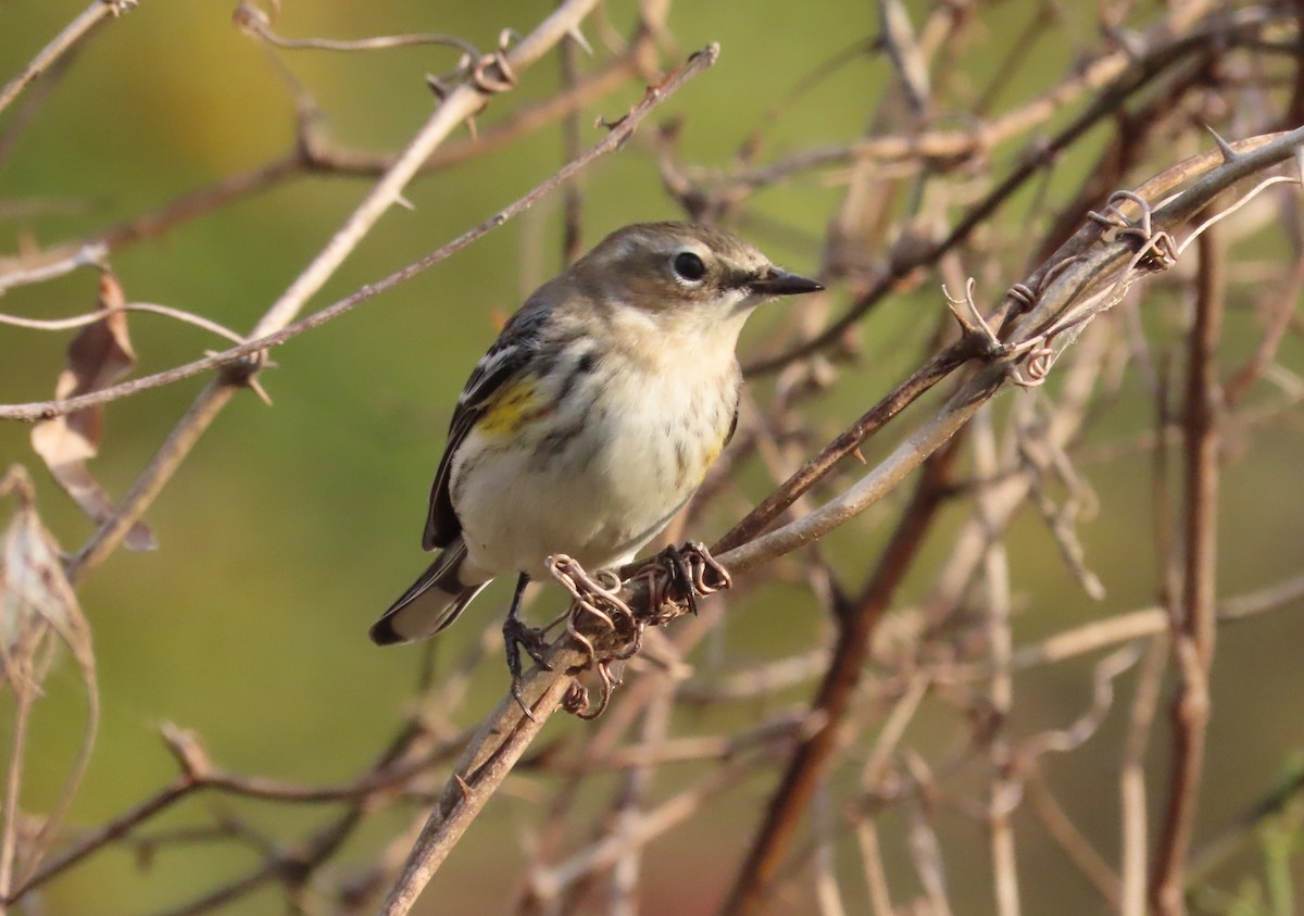 Yellow-rumped Warbler - ML625436755