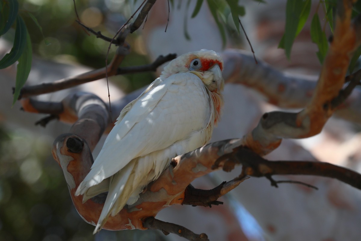 Long-billed Corella - ML625436760