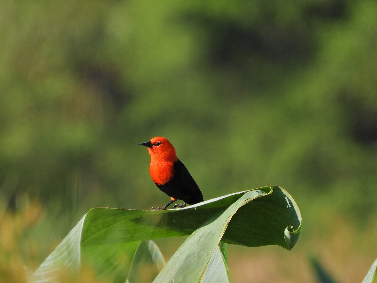 Scarlet-headed Blackbird - ML625436772