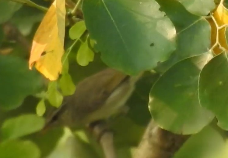 Tytler's Leaf Warbler - ML625436787