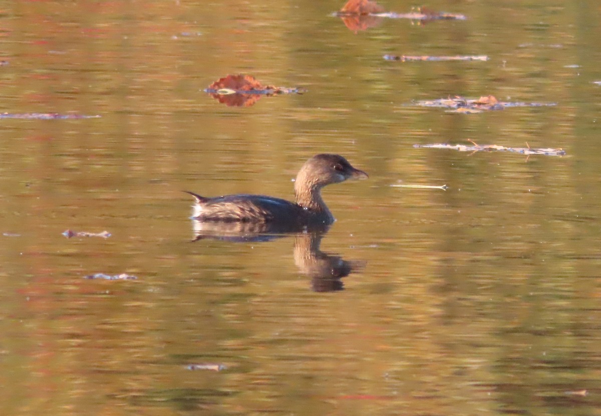 Pied-billed Grebe - ML625436799