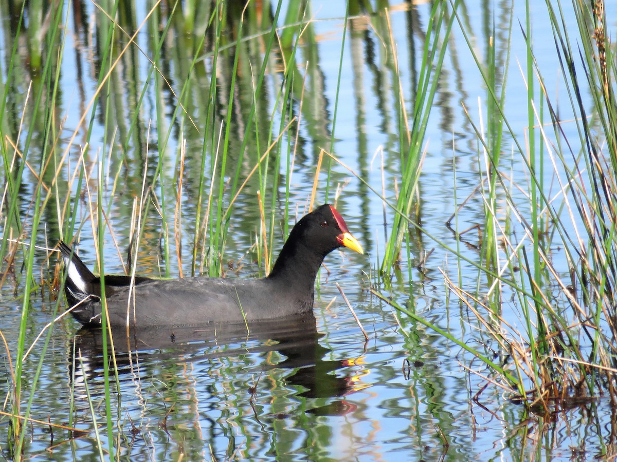 Red-fronted Coot - ML625436803