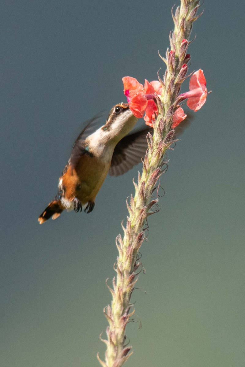 Santa-Marta-Elfe - ML625436833