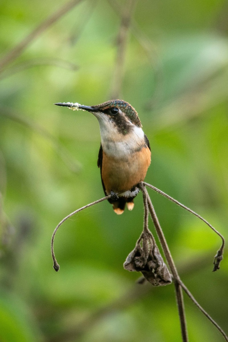 Santa Marta Woodstar - ML625436834