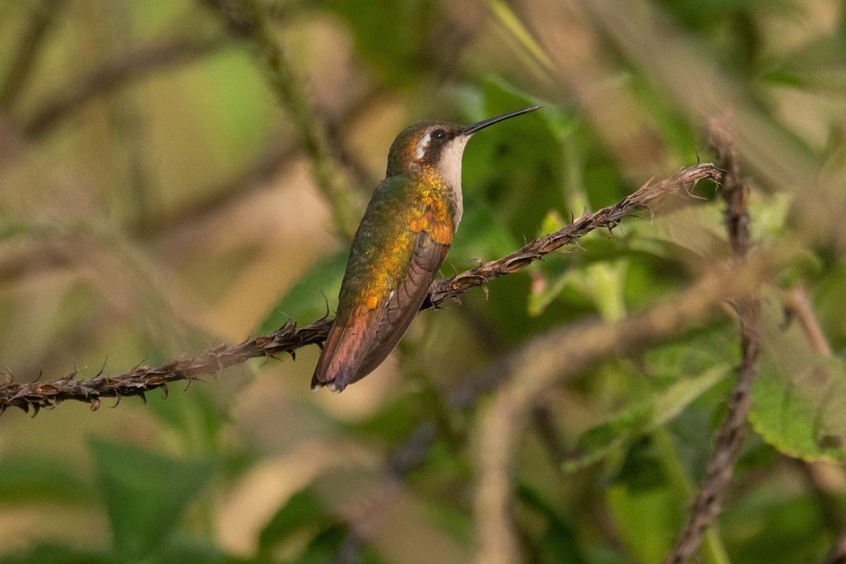 Bronzeschwanz-Smaragdkolibri - ML625436840