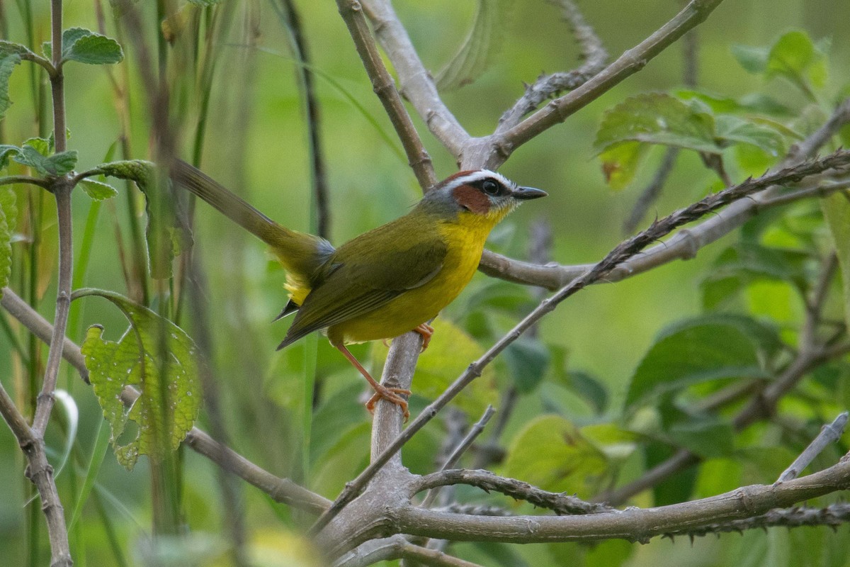 Chestnut-capped Warbler - ML625436855