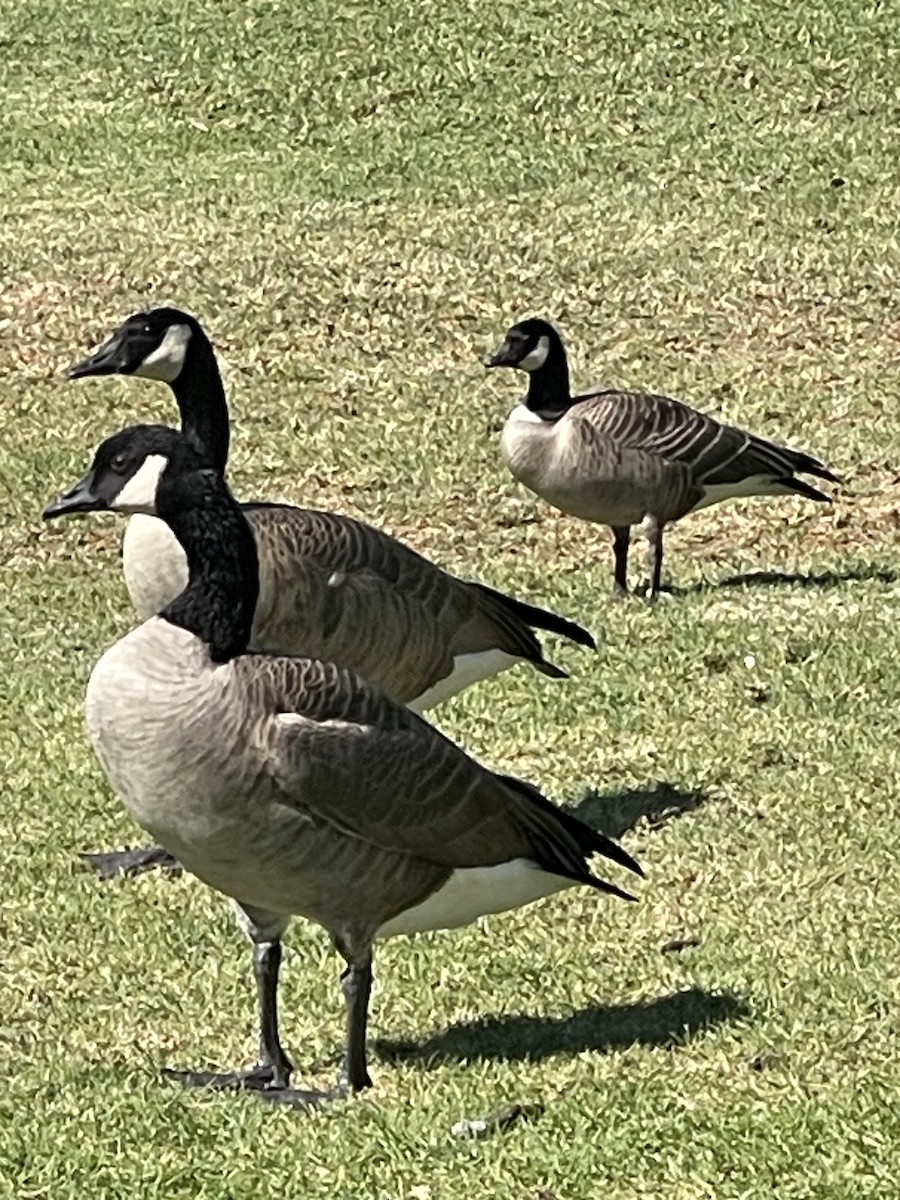 Cackling Goose - ML625436874