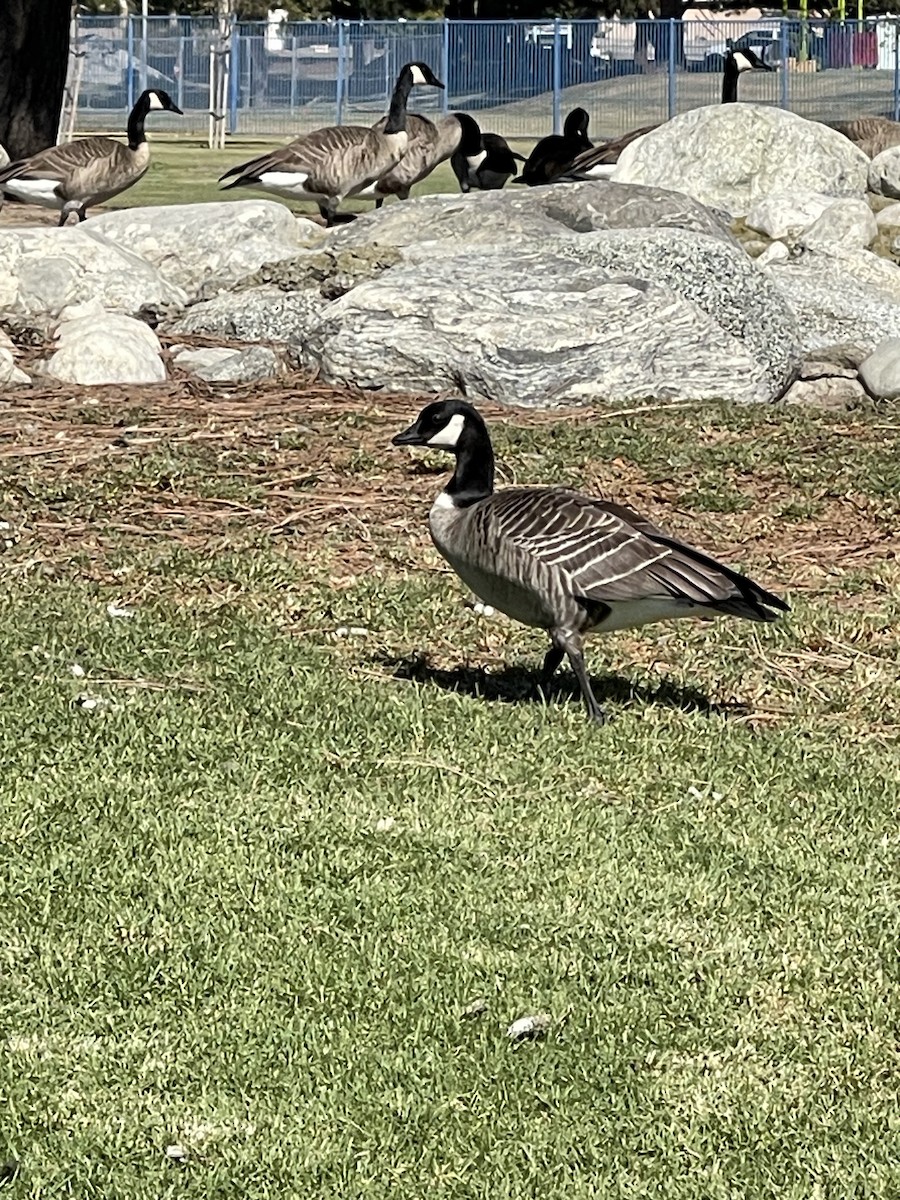 Cackling Goose - ML625436875