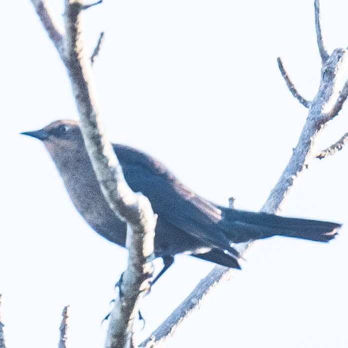 Rusty Blackbird - ML625436893