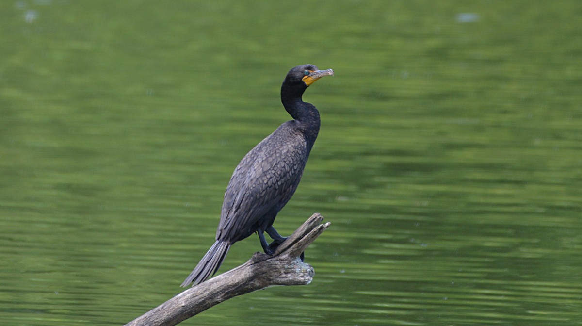 Double-crested Cormorant - ML62543691