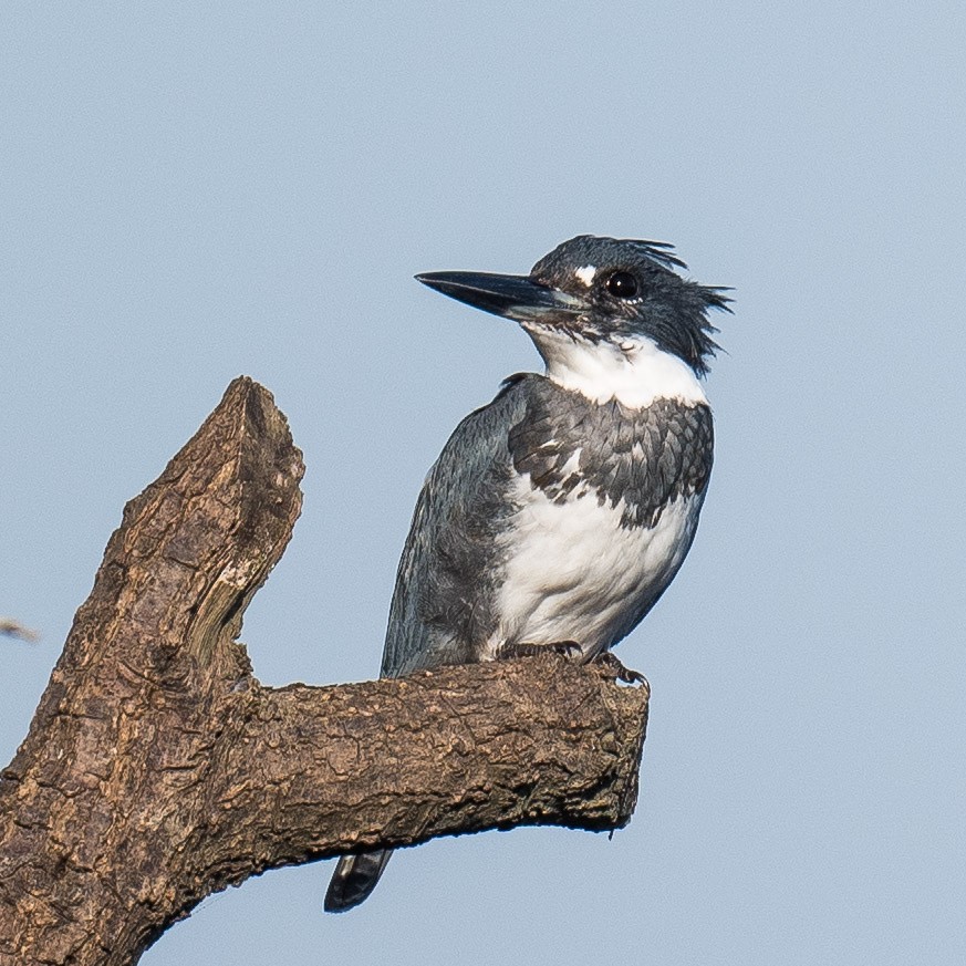 rybařík pruhoprsý - ML625436914