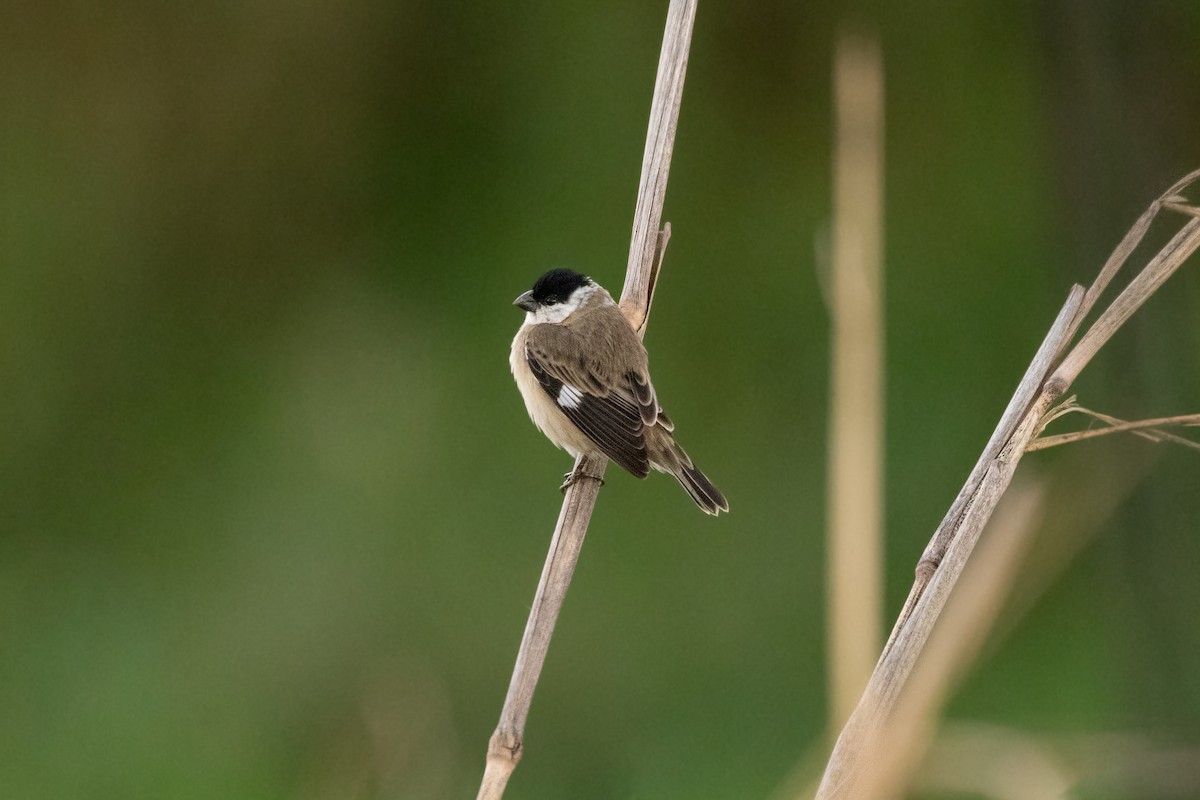 Pearly-bellied Seedeater - ML625437001