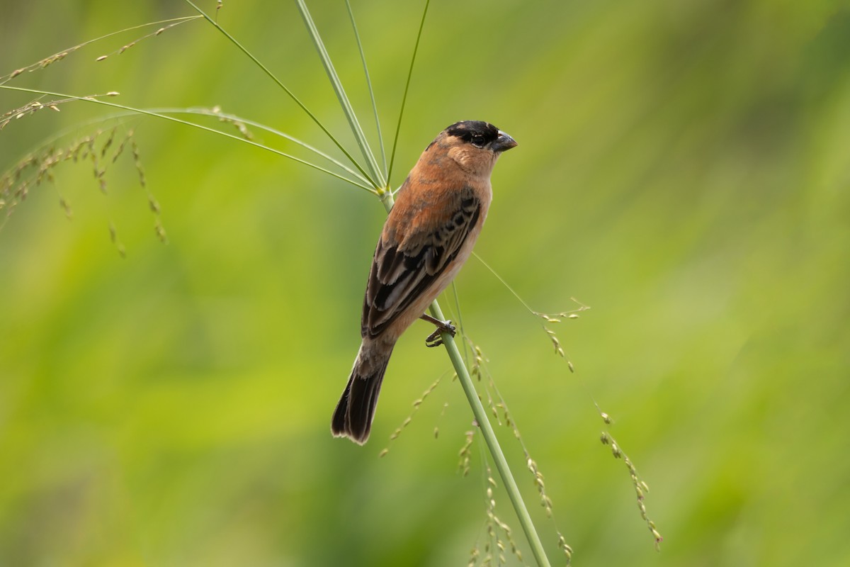 Pearly-bellied Seedeater - ML625437028