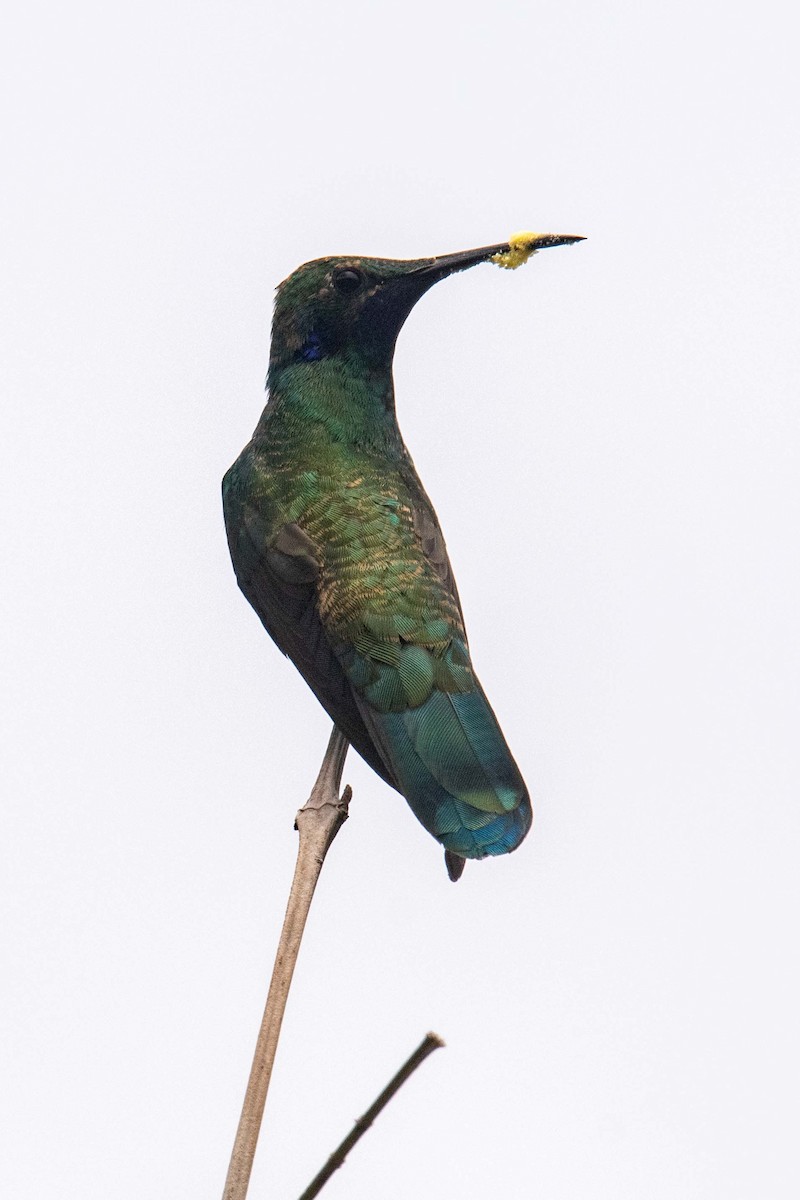 Lesser Violetear - ML625437036