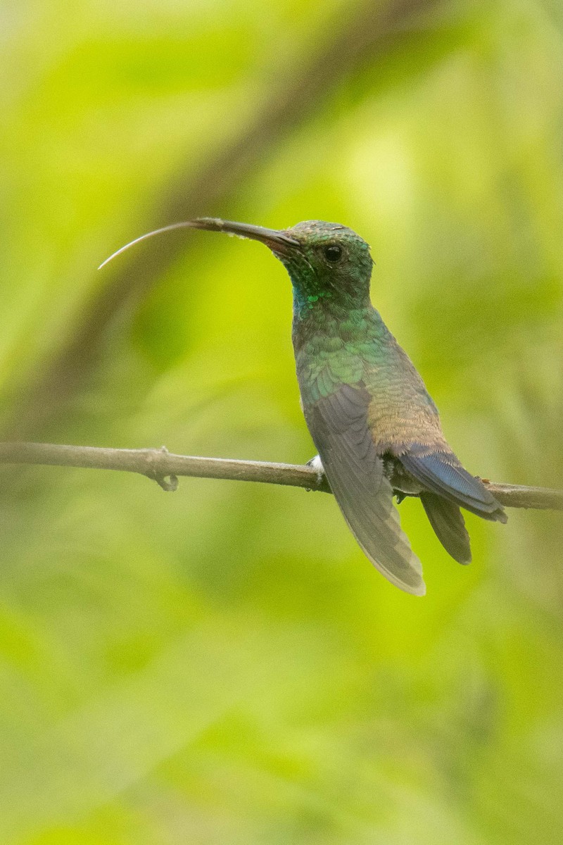 Steely-vented Hummingbird - ML625437043