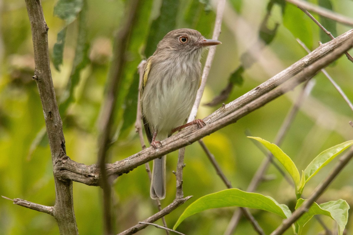 Pearly-vented Tody-Tyrant - ML625437047