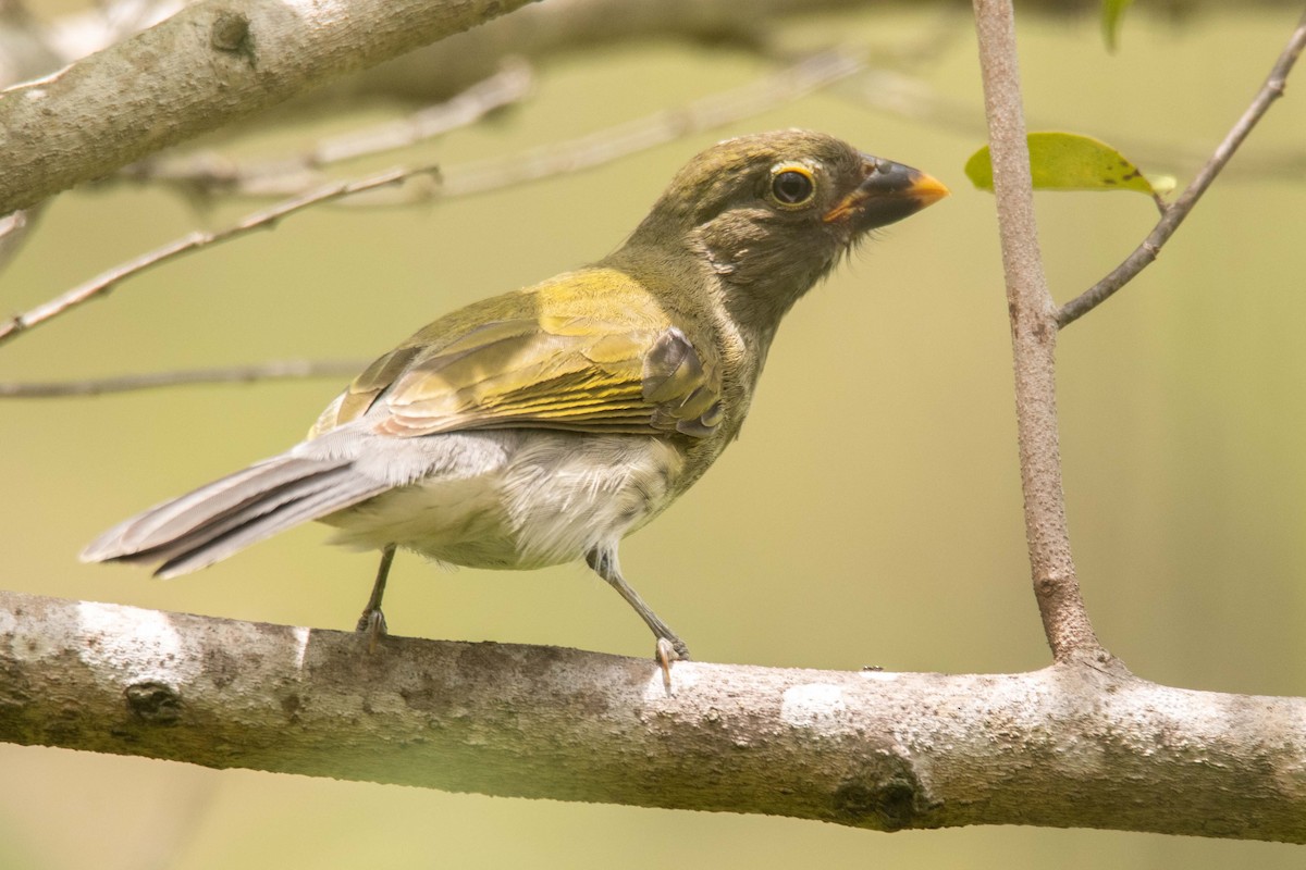 Strichelsaltator - ML625437057