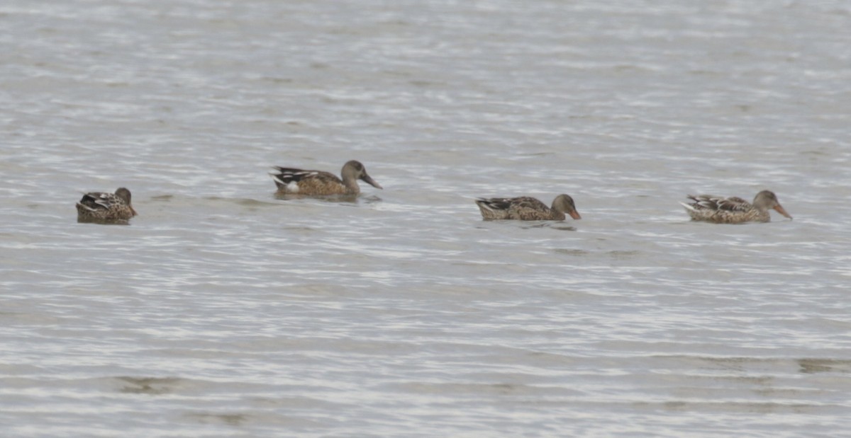 Northern Shoveler - ML625437126