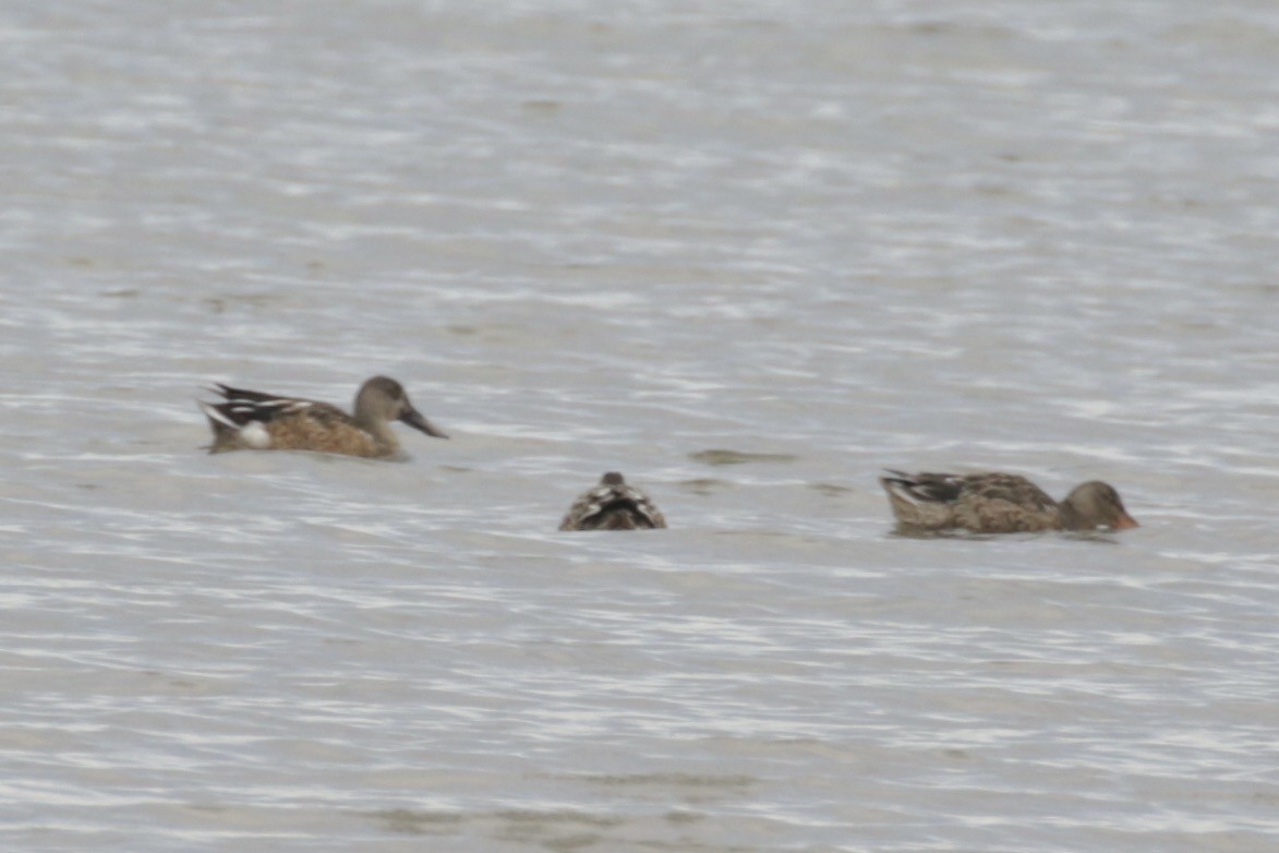 Northern Shoveler - ML625437127