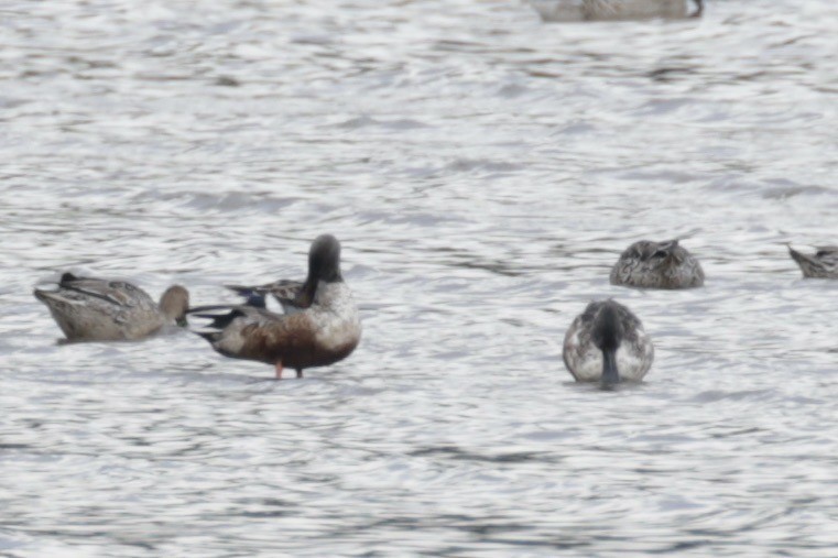 Northern Shoveler - ML625437129