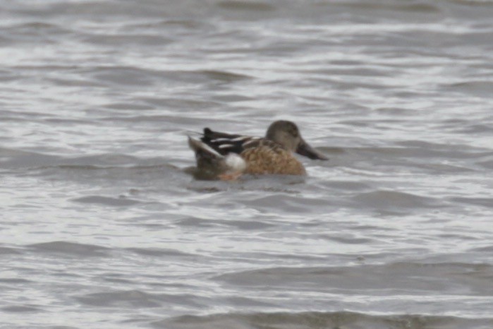 Northern Shoveler - ML625437130