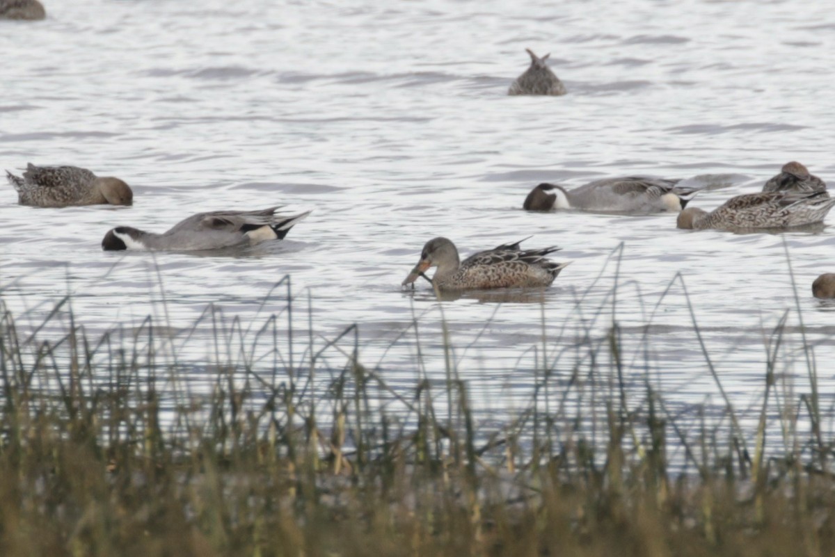 Northern Shoveler - ML625437131