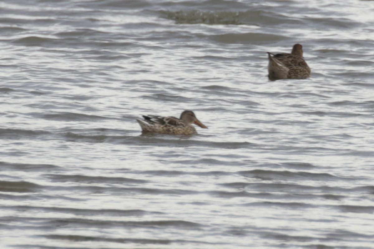 Northern Shoveler - ML625437132