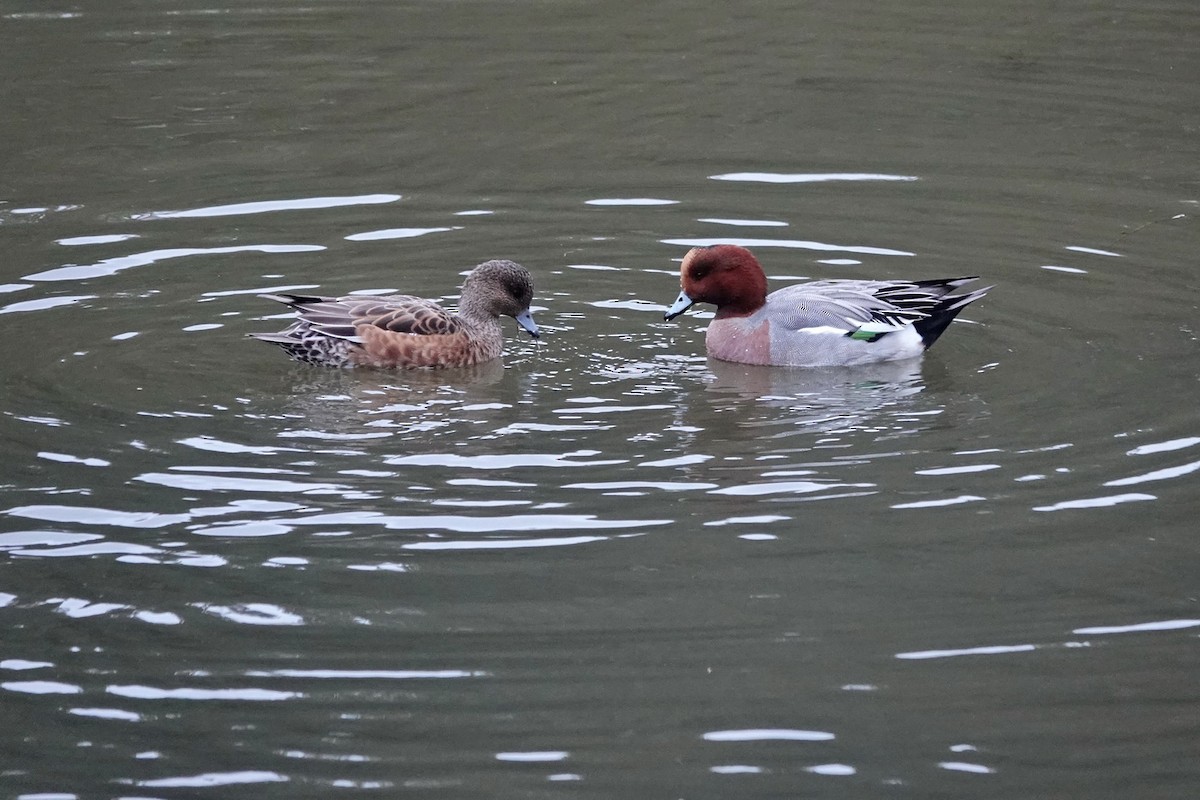 Eurasian Wigeon - ML625437143