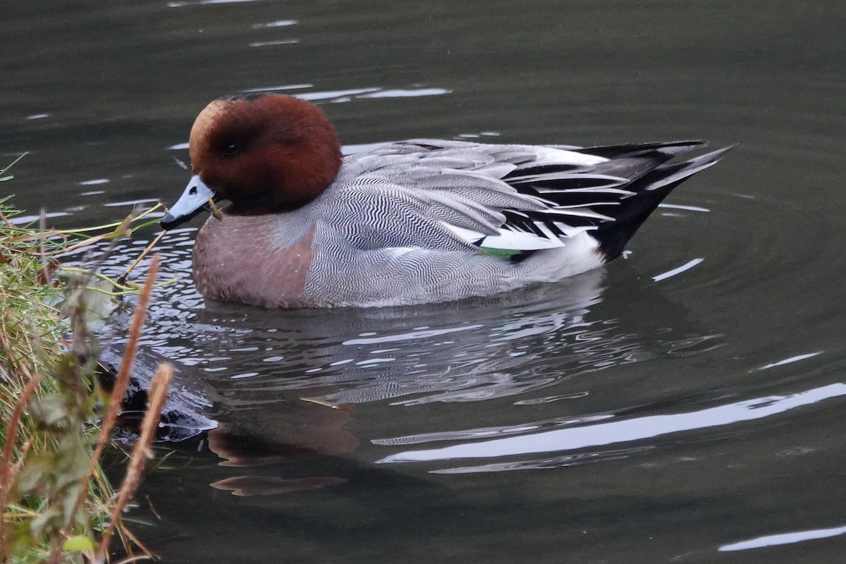Eurasian Wigeon - ML625437144