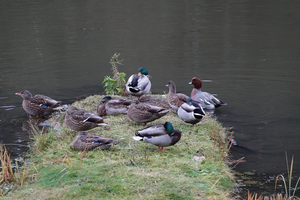Eurasian Wigeon - ML625437145