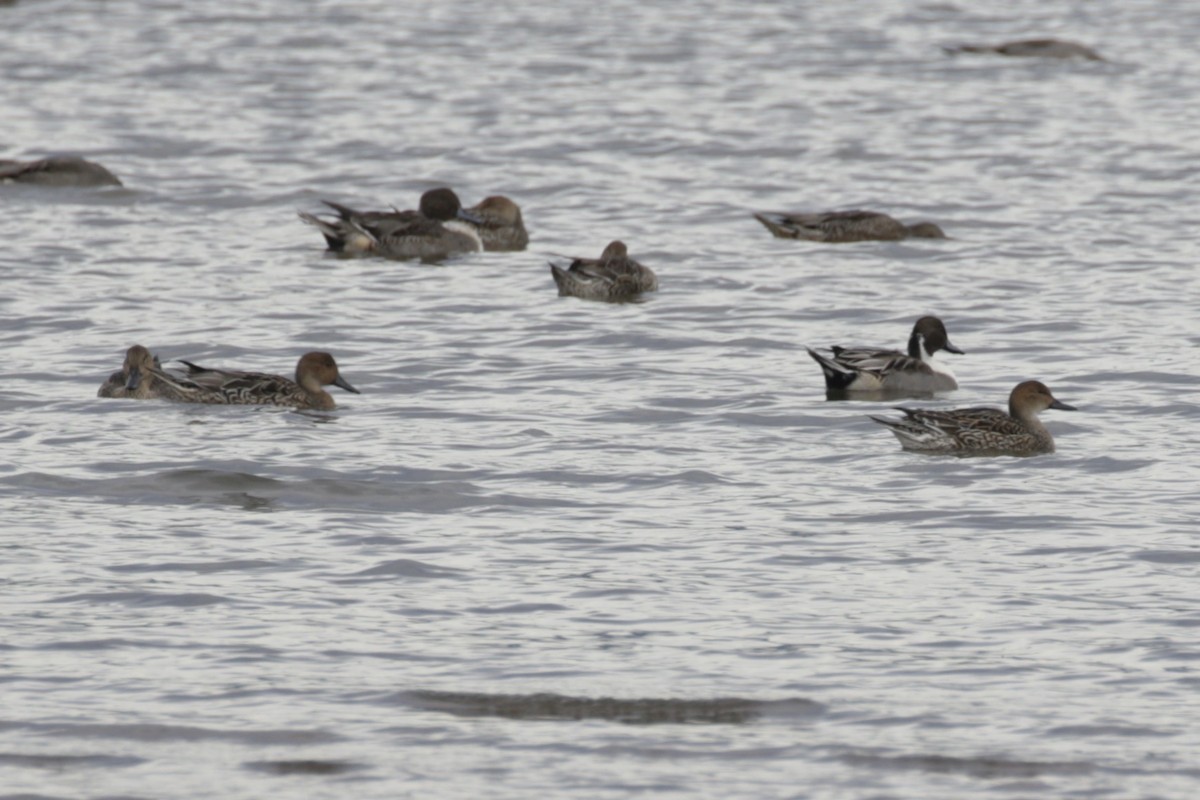 Northern Pintail - ML625437149