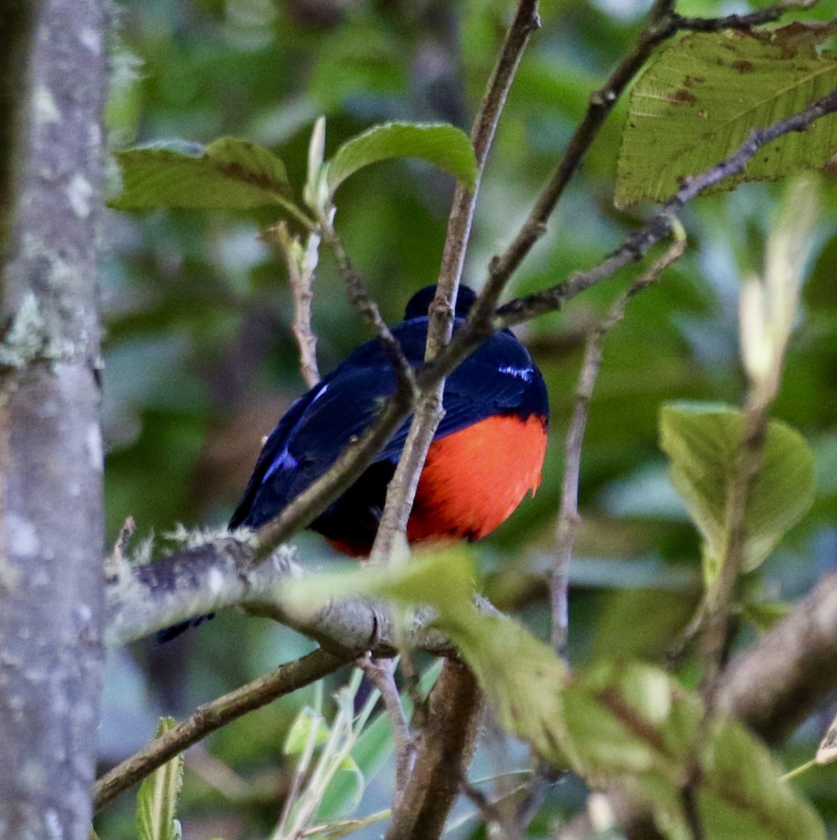 Scarlet-bellied Mountain Tanager - ML625437156