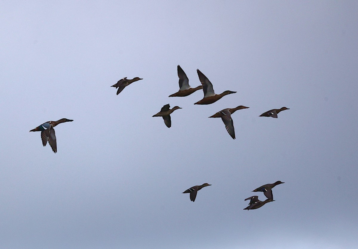 Northern Shoveler - ML625437157