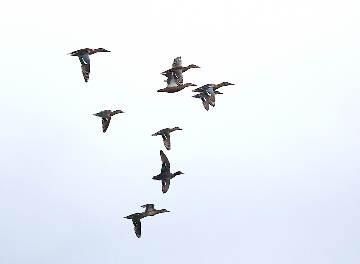 Green-winged Teal - ML625437175