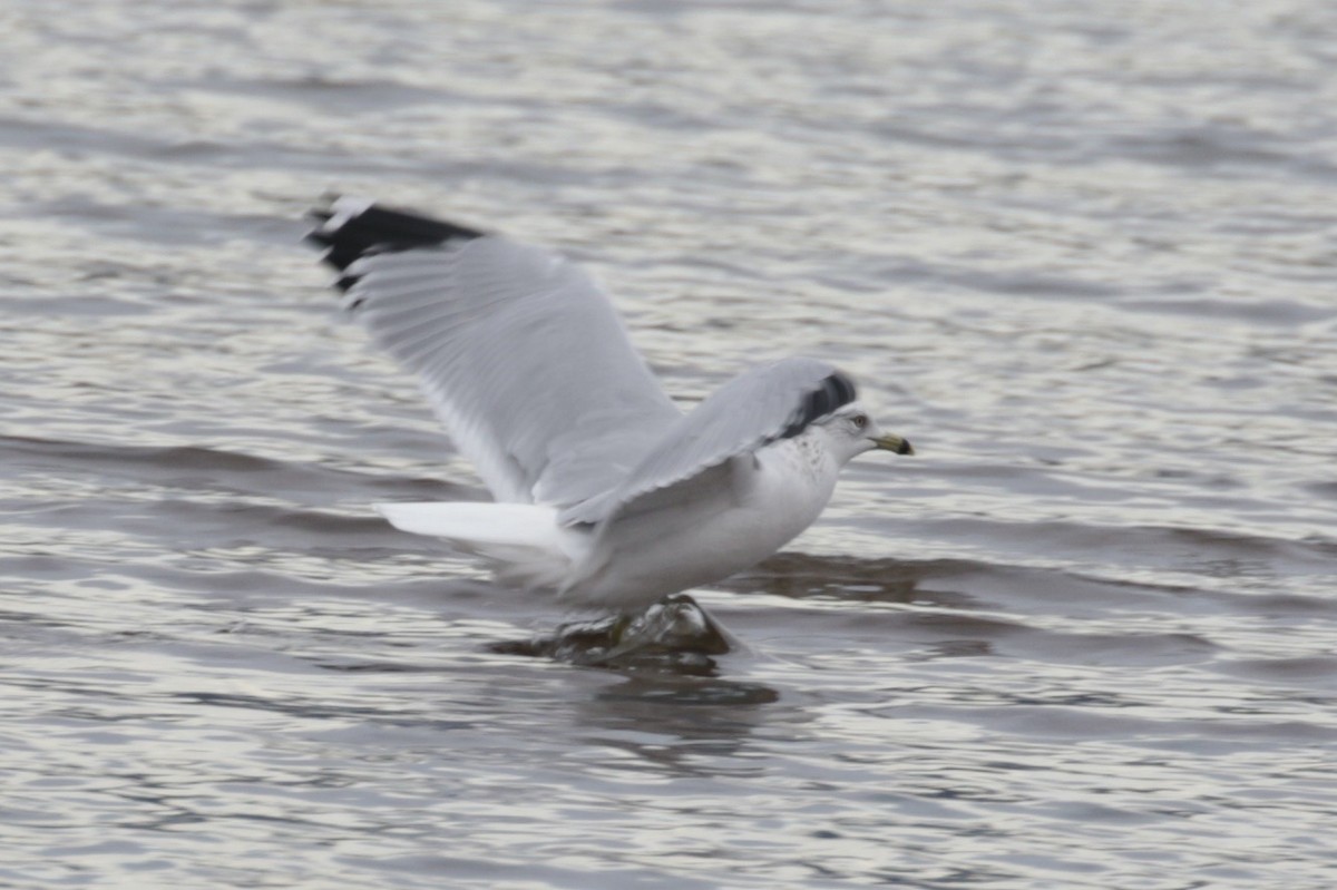 Ring-billed Gull - ML625437176