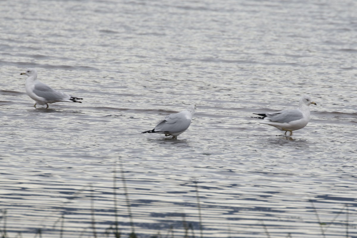 Ring-billed Gull - ML625437177