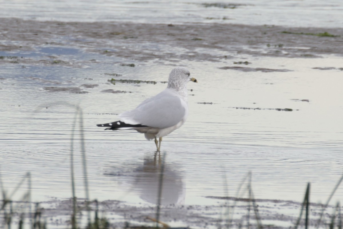 Ring-billed Gull - ML625437178