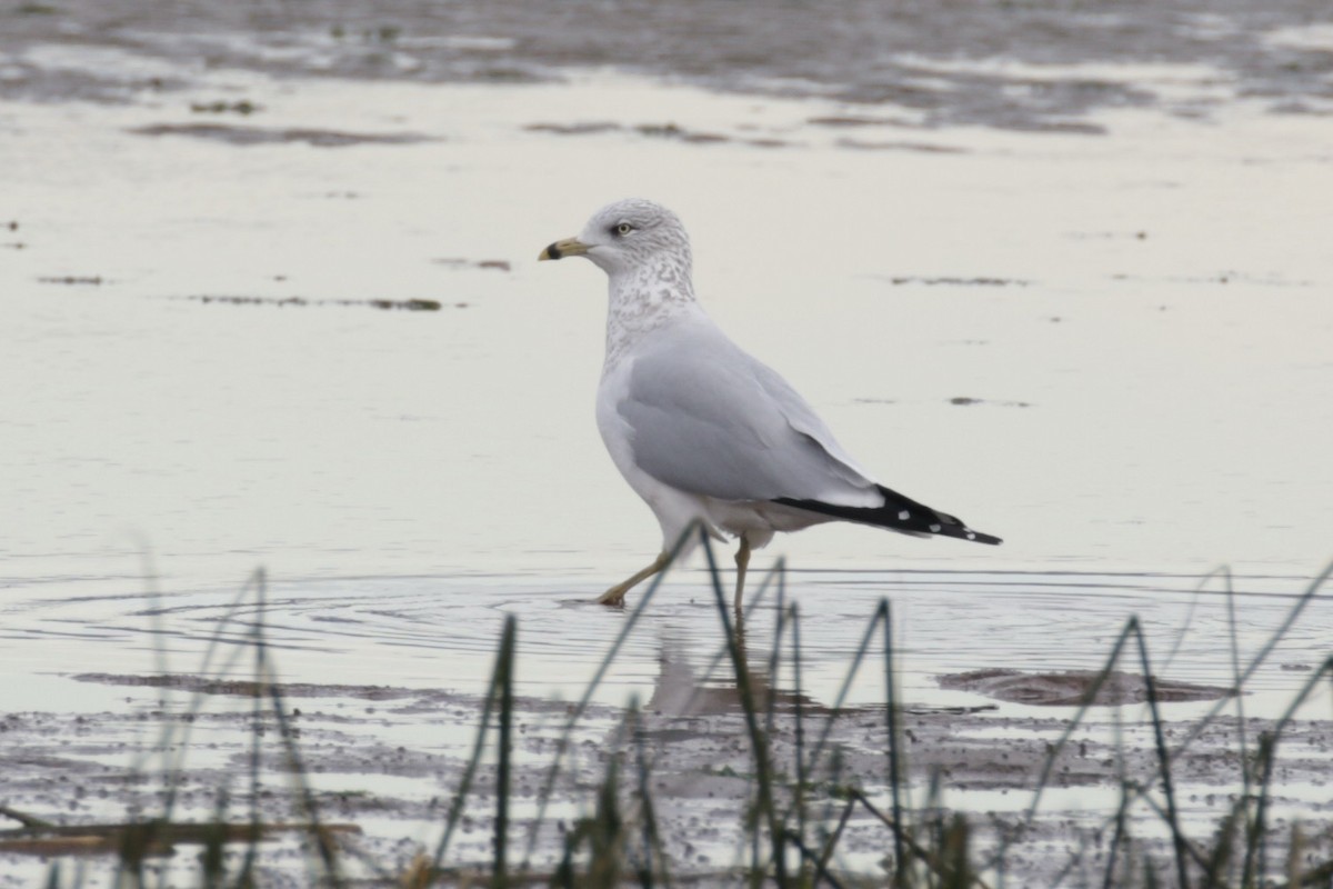 Ring-billed Gull - ML625437179