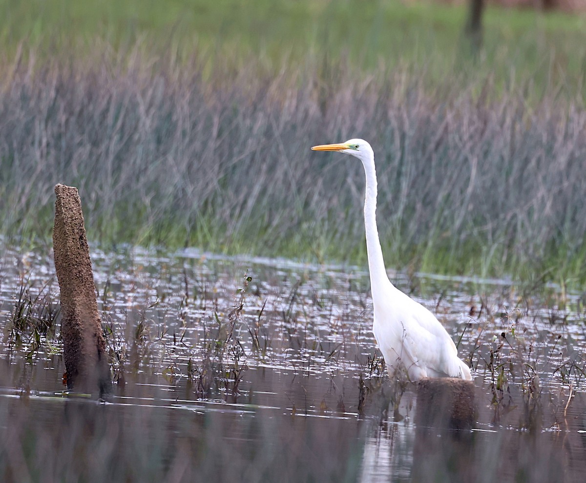 Great Egret - ML625437183