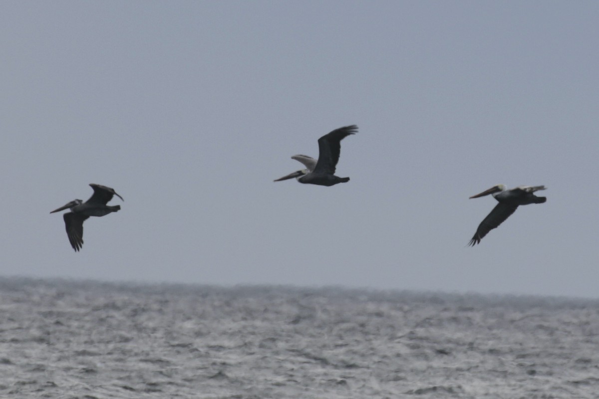 Brown Pelican - ML625437197