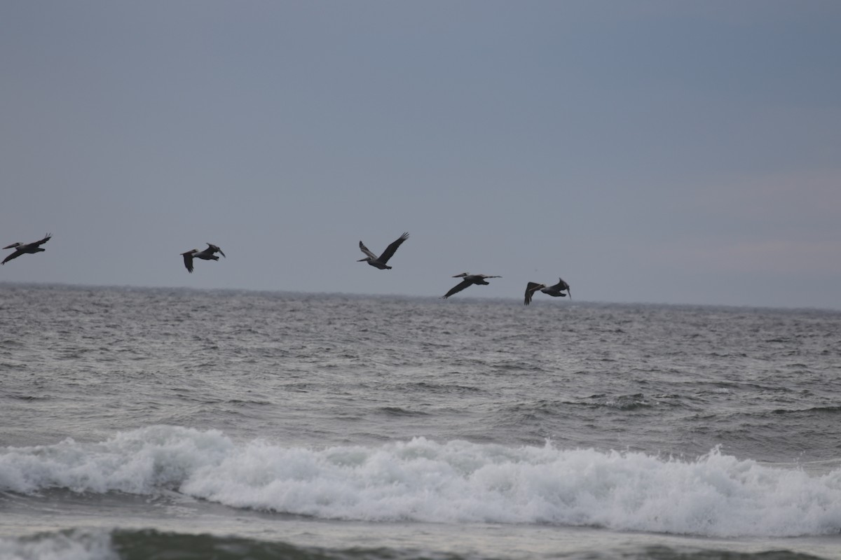 Brown Pelican - ML625437198