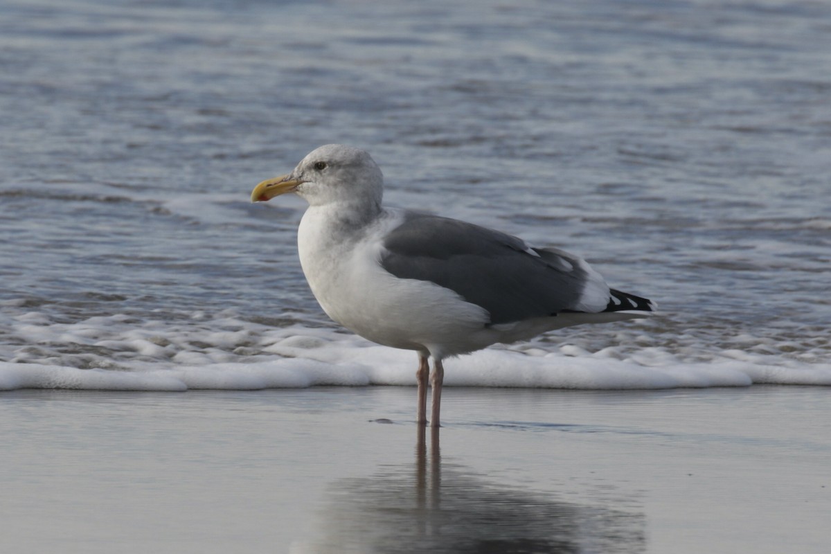 Western x Glaucous-winged Gull (hybrid) - ML625437204